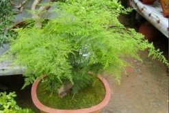 剪下來(lái)的文竹能插活嗎，文竹扦插繁殖的秘訣