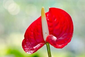 紅掌葉子發(fā)黃怎么補(bǔ)救，改善土質(zhì)補(bǔ)充光照