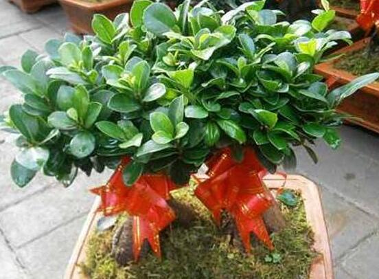 榕樹盆景病蟲害防治方法，盤點最全面四種常見病蟲害