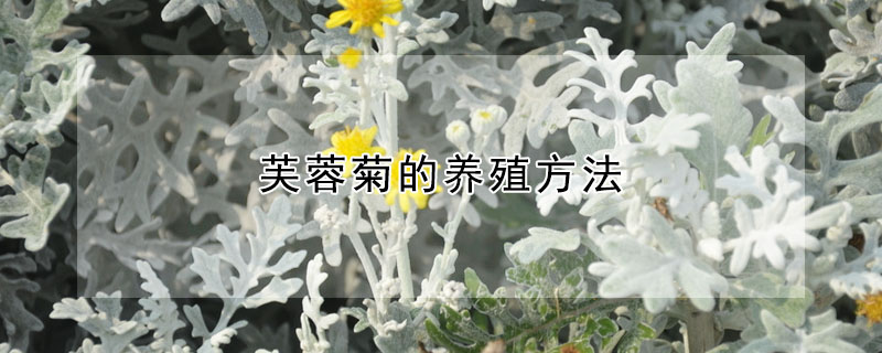 芙蓉菊的養(yǎng)殖方法