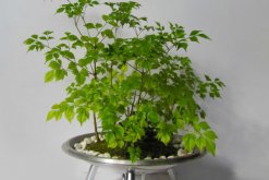 幸福樹上有白色絮狀物怎么辦，可能是感染了白粉病