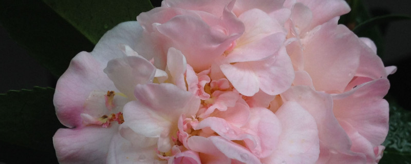 茶花冬季怎么過(guò)冬