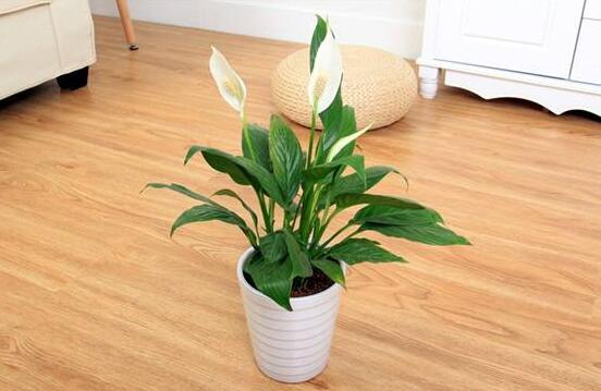 一帆風(fēng)順能澆淘米水嗎，做好這三點(diǎn)使盆土更加肥沃(能澆)