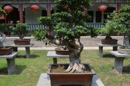 榕樹怎么養(yǎng)長得快，做好五個要點生長郁郁蔥蔥/根系健壯