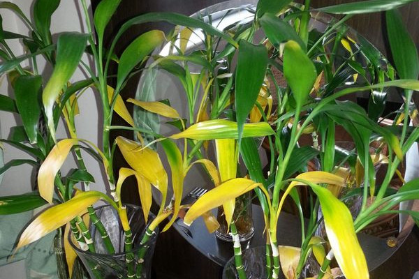 冬天富貴竹葉子發(fā)黃加醋，無論土培還是水培都不建議