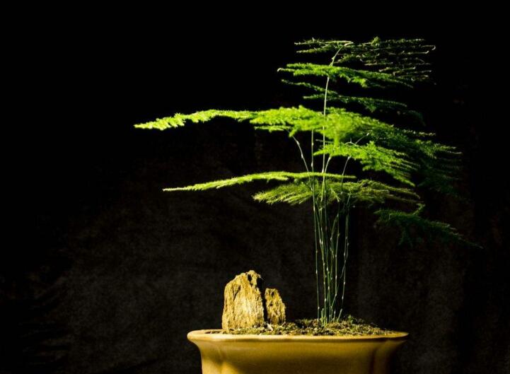 為什么家里不能養(yǎng)文竹，這是不科學的理論