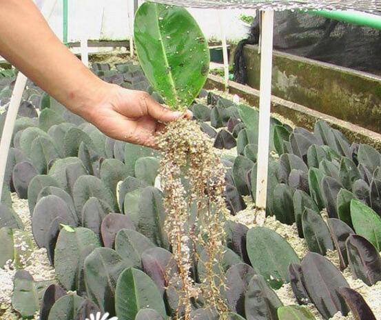 橡皮樹怎么繁殖，橡皮樹繁殖方法