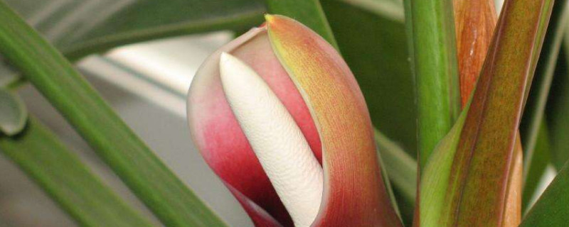 怎樣讓滴水觀(guān)音葉子大