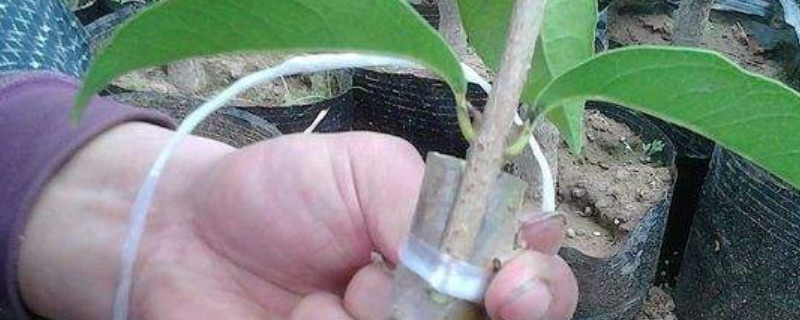 北方什么樹(shù)能嫁接桂花