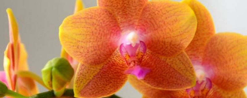 蝴蝶蘭花劍斷了多長(zhǎng)時(shí)間再長(zhǎng)出來