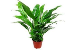 一帆風(fēng)順怎么修剪，一帆風(fēng)順的修剪方法