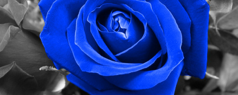 藍(lán)玫瑰代表什么意思