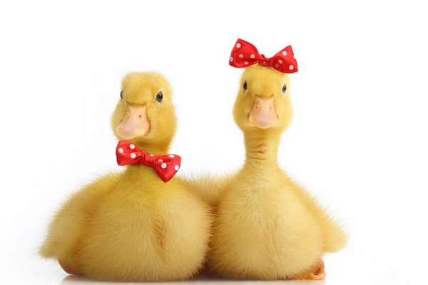 第一次養(yǎng)鴨多少只合適