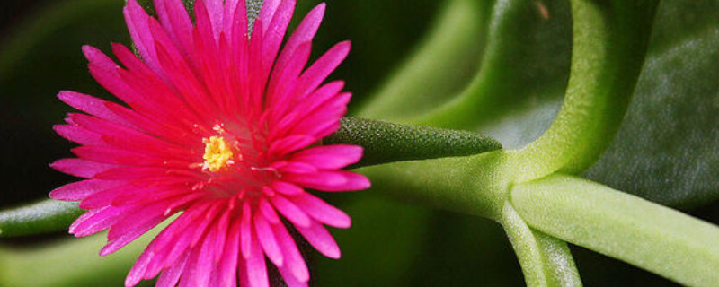 玫瑰吊蘭和牡丹吊蘭的區(qū)別