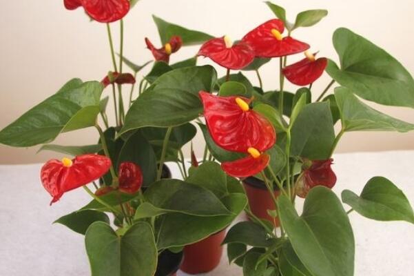 紅掌的催花方法，加強(qiáng)日常管理（溫度、光照、通風(fēng)、肥水）