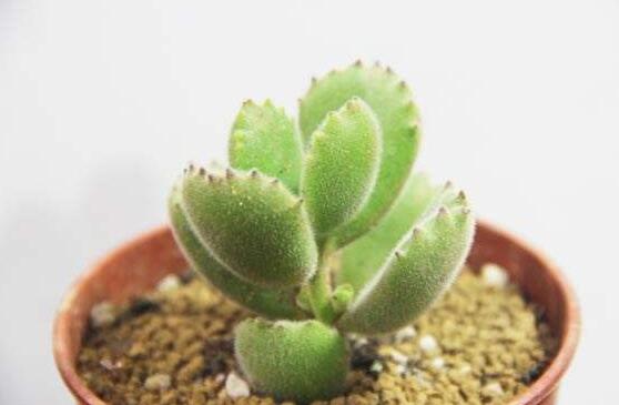 熊童子有毒嗎，無毒/驅(qū)除蚊蟲、美化環(huán)境