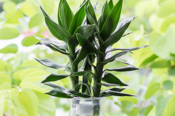 富貴竹斷了還能活嗎，精心養(yǎng)護(hù)有九成幾率存活