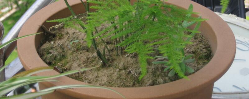 文竹開花了注意事項(xiàng)