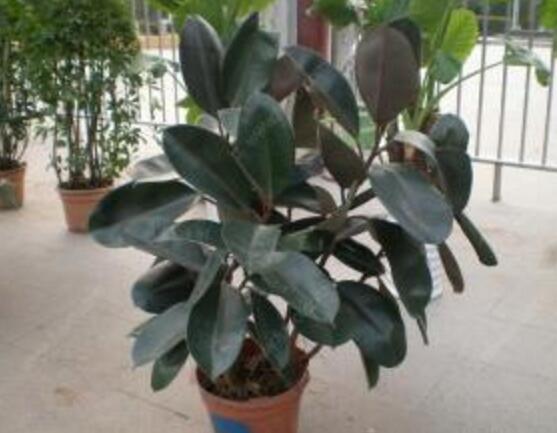 橡皮樹怎么繁殖，橡皮樹繁殖方法