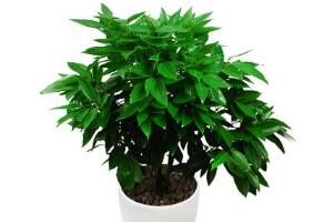 平安樹怎么養(yǎng)才茂盛，平安樹的養(yǎng)殖方法