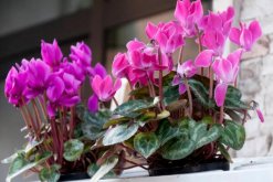 仙客來(lái)繁殖方法圖解，三種方法可供選擇（播種/切莖/組織培養(yǎng)）