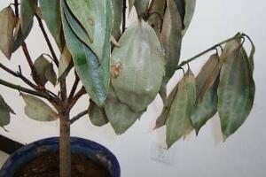 平安樹爛根怎么辦，平安樹爛根處理方法