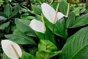 一帆風(fēng)順有毒嗎，一帆風(fēng)順適合家里養(yǎng)嗎/可以養(yǎng)