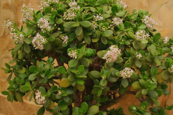 玉樹可以放在臥室里養(yǎng)嗎