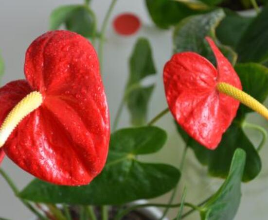 紅掌葉子發(fā)黃焦邊干枯是怎么回事，教你最直接有效三種解決措施