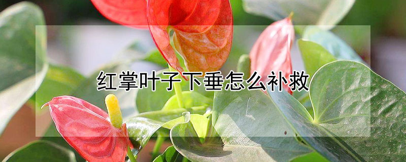 紅掌葉子下垂怎么補救