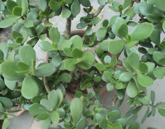 玉樹怎么換盆，三個簡單步驟讓你輕松學(xué)會