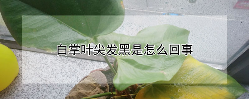白掌葉尖發(fā)黑是怎么回事