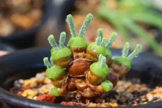 碧光環(huán)發(fā)芽后要澆水嗎，需要/只需要保持濕潤(rùn)環(huán)境即可