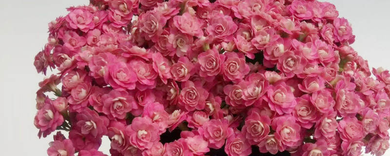 長(zhǎng)壽花冬天怎么過(guò)冬