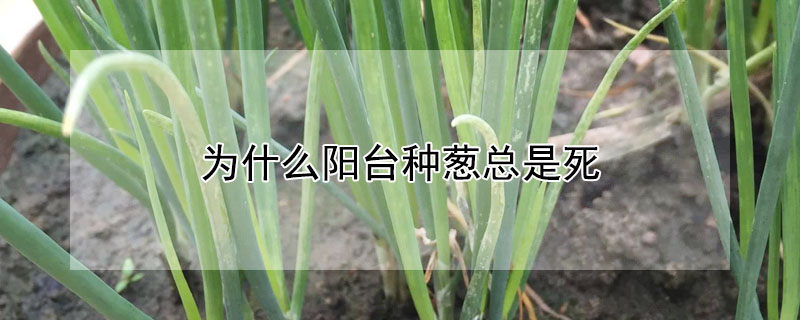 為什么陽臺種蔥總是死