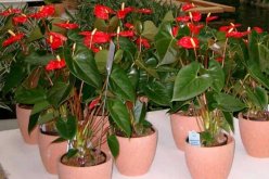 紅掌的催花方法，加強(qiáng)日常管理（溫度、光照、通風(fēng)、肥水）