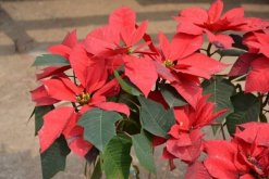 一品紅冬天怎么養(yǎng)，保證環(huán)境溫度不低于10℃