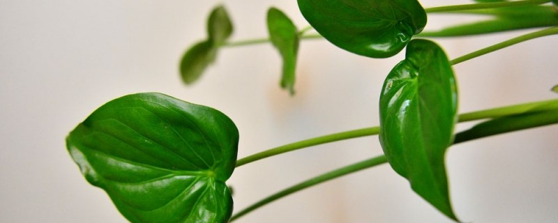 滴水觀(guān)音留幾個(gè)葉子好