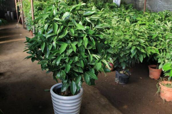 平安樹的繁殖方法，詳解播種和扦插兩種繁殖方法