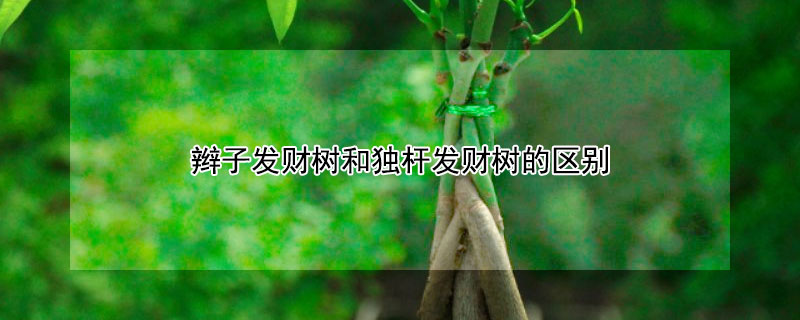 辮子發(fā)財(cái)樹(shù)和獨(dú)桿發(fā)財(cái)樹(shù)的區(qū)別
