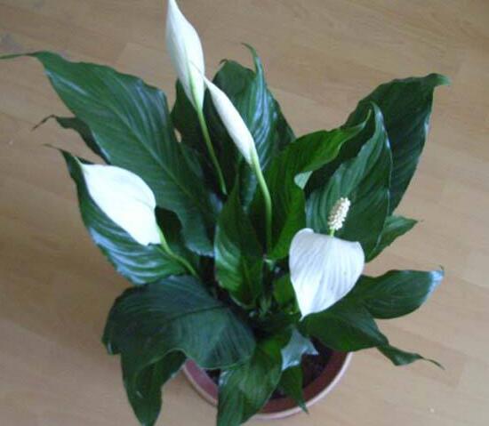 一帆風(fēng)順的品種有哪些，一帆風(fēng)順花品種圖片大全