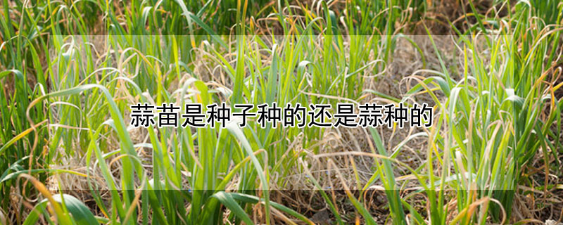 蒜苗是種子種的還是蒜種的