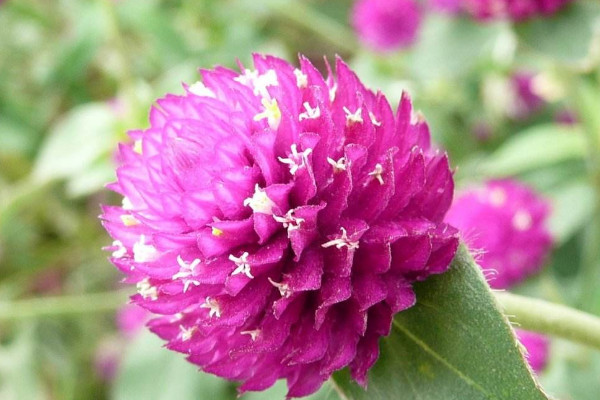 千日紅光長(zhǎng)葉子不開花