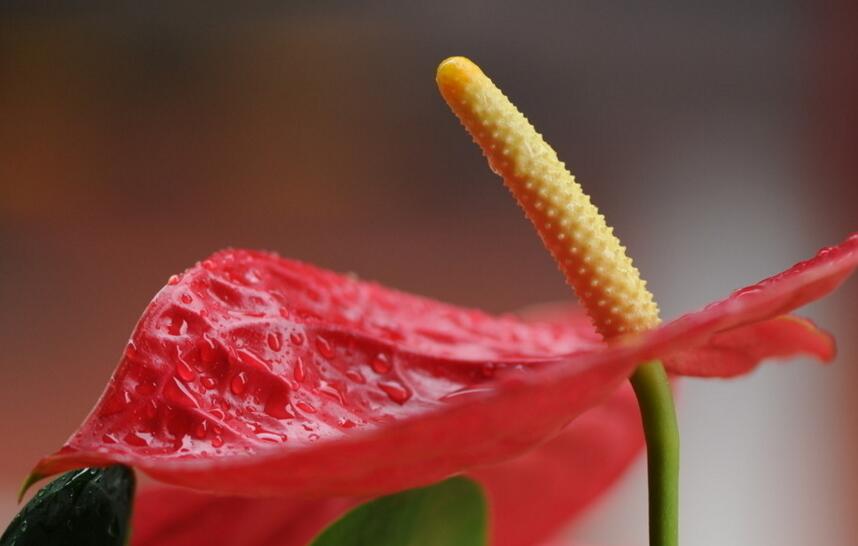 紅掌扦插圖解，極高成活率的方法