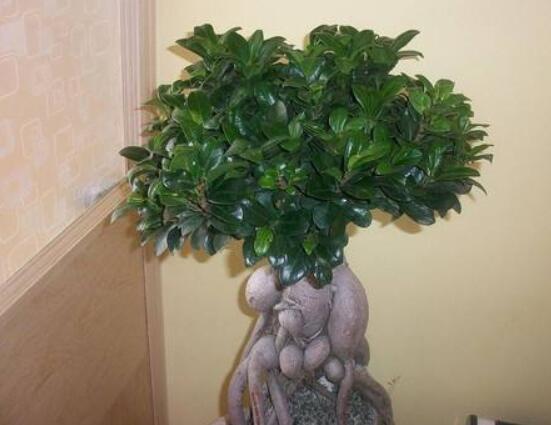 榕樹盆景為什么掉葉，四種原因以及解決辦法