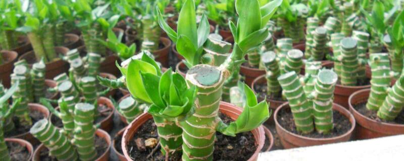 富貴竹光桿能長新葉嗎