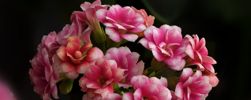 長(zhǎng)壽花莖表皮結(jié)痂怎么處理