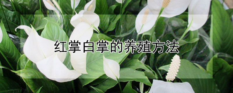 紅掌白掌的養(yǎng)殖方法
