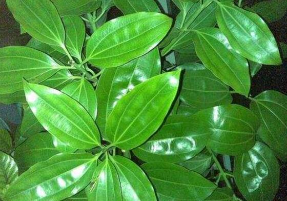 平安樹怎么修剪，平安樹的修剪方法和技巧