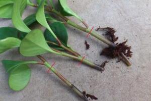 碧玉為什么會爛根，碧玉爛根怎么辦(換盆換土重新栽培)